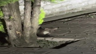 Safranboluda sansar cep telefonuyla görüntülendi