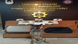 Şanlıurfada 10 kilo 600 gram skunk ele geçirildi