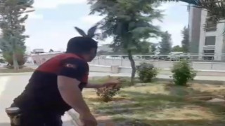 Şanlıurfada demir kolonda mahsur kalan güvercin kurtarıldı