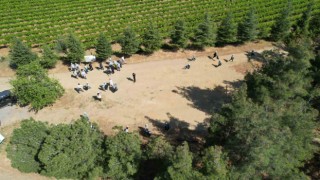 Sarıgöl ormanlarından 3 ton çöp toplandı