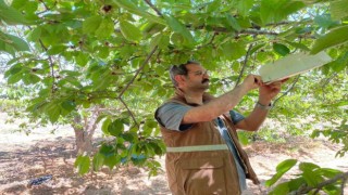 Sarıgölde üreticiler kiraz sineğine karşı uyarıldı