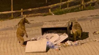 Sarıkamışta boz ayılar sokaklarda cirit atıyor