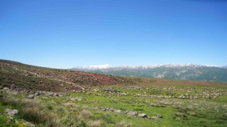 Şenyayla çocuk ve kuzularla şenlendi