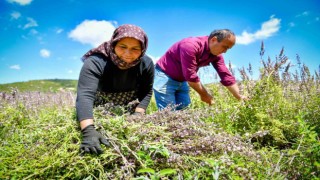 Silifkeli üreticiler ada çayı hasadına başladı