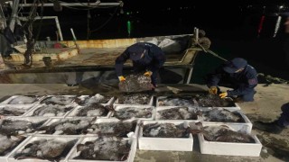 Sinopta 2 milyon lira değerinde kaçak kalkan balığı ele geçirildi