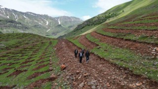 Şırnakta terörün bittiği dağlar 70 bin fidanla yeşillenecek