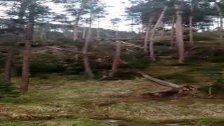 Sivasta hortum ağaçları kökünden söktü