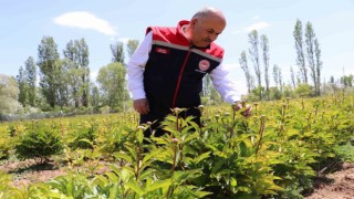 Sivasta Şakayık çiçeği hasadı başladı