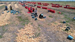 Marketlerde 20 TL'ye satılan Soğan tarlada 5 TL