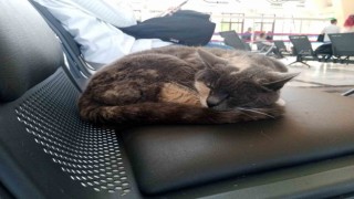 Sokak gürültüsünden kaçan kedi sessiz gar ortamında uykusunu aldı