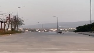 Sokak kedisi mamasını yemek isteyen tilkiye izin vermedi