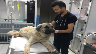 Sokak Köpeği Kazadan Yaralı Kurtarıldı