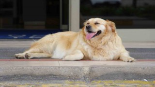 ‘Sokak köpekleri için umut dolu proje