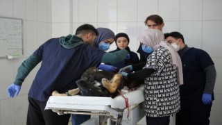 Sokaktaki canlara sadık dostlara barınakta çiçek gibi bakılıyor