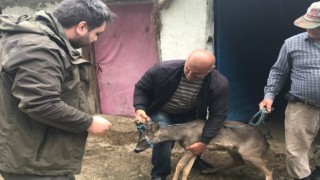 Sulama kanalına düşen karacayı boğulmaktan kurtardı