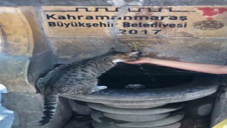 Susayan kediye elleri ile su içirdi