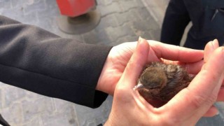 Tekirdağda çatıdan düşen yavru serçe yuvasına bırakıldı