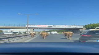 TEM Otoyoluna çıkan inekler sürücülere zor anlar yaşattı