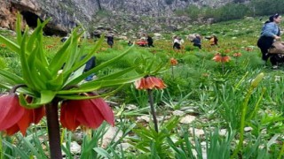 Ters laleler Tunceli dağlarına renk kattı