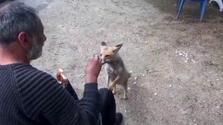 Tilki çay ocağının maskotu oldu