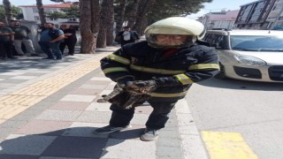 Tırmandığı ağaçta mahsur kalan kediyi itfaiye kurtardı