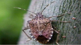 Tokatta feromon tuzaklarıyla böcek popülasyonu takip ediliyor