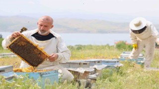 Toz taşınımı polen ve nektara ulaşımı zorlaştırdı, arılar strese girdi