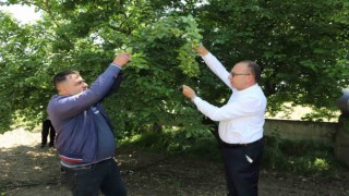 Turgutlu Belediyesi ‘En güzel erik yarışması düzenliyor