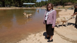 Türkiyede gündem olan köpek sorununa Gaziantepte örnek çözüm