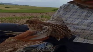 Türkiyede nadir görülen Gallinago kuşu yaralı halde bulundu