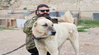 Uzmanından sürü köpekleri için kene uyarısı
