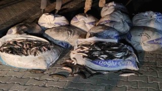 Vanda 1 ton 800 kilo kaçak avlanılan inci kefali ele geçirildi