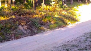 Vaşak kendini böyle kamufle etti, Amasya OBM fotoğrafını ‘Hayalet geziyor. Görebiliyor musunuz? notuyla paylaştı