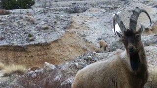 Yaban hayvanları fotokapana yansıdı