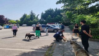 Yahya Kaptandaki saldırgan köpeklere müdahale