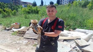Yalovada binanın bodrumuna giren tilkiyi itfaiye kurtardı