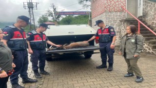Yaralı karacaya jandarma şefkati