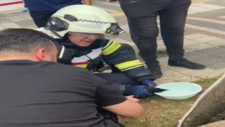 Yaralı karga itfaiye erlerince ağaçtan indirildi