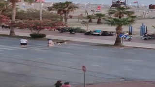 Yaya geçidinden karşıya geçmeye korkan köpeği dakikalarca beklediler