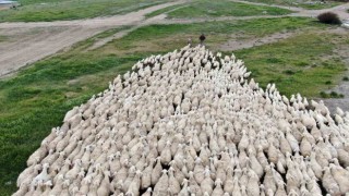 Yerli ‘Kangal akkaraman koyununda iyi bakım doğum oranını arttırdı