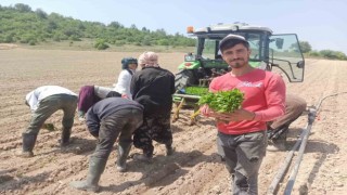 Yeşil altın fideleri toprakla buluştu