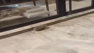 Yolunu şaşıran kirpi kaldırımda dolaştı