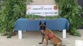 Zehir Tacirlerine Jandarma Operasyonu: 8 Gözaltı