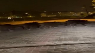 Zonguldakta aç kalan domuz sürüsü ilçe merkezine indi
