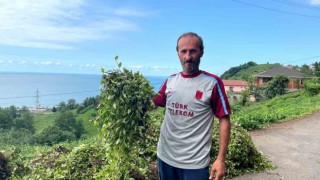 1. sürgünde telgraf otu çay müstahsilinin başına dert oldu