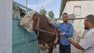 1 tonluk Paşa alıcısını bekliyor