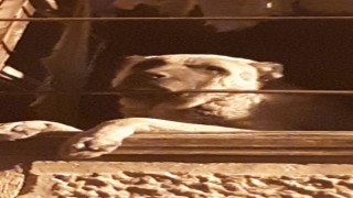 20 gündür kayıp Kangal cinsi köpek harabe binada hapsedilmiş halde bulundu