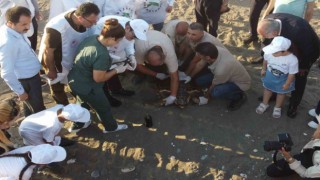 50 yaşındaki Caretta Caretta 2 yıl sonra denizle buluştu