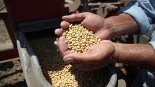 Adanada hasadın tamamlandığı arazilerde ikinci ürün çalışmaları başladı