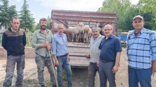 Afyonkarahisarda canlı hayvan taşımacılığına yönelik denetim